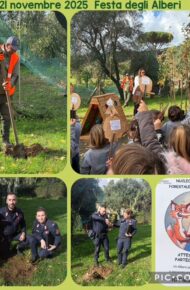 giornata nazionale dell albero collage fotografico